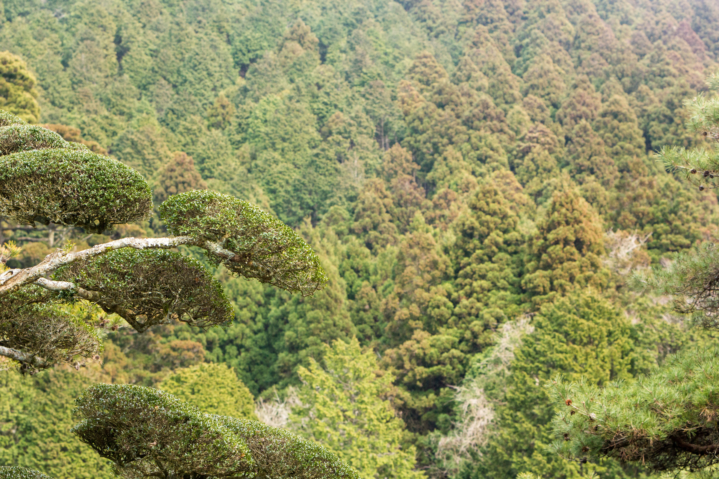 fuji hakone izu national park (2).webp